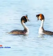 铎??創??蝔极巌鹈{呖漺?j{貋Eq 